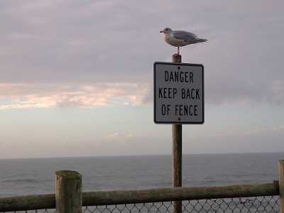 [A gull is perched on a sign which indicates, 